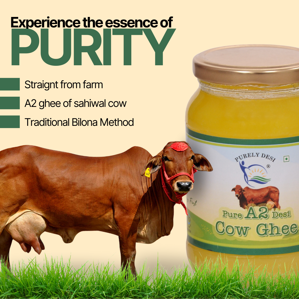 Purely Desi| A2 Desi Cow Ghee 500 gram | Ghee | Cow Ghee Vedic Bilona Method -Traditional Curd Churned -Lab Tested -Organically Made Danedar Ghee -Grass Fed Cow -Glass Jar | Pure, Natural & Healthy Ghee