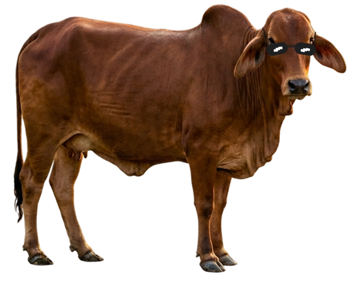 Cow Image