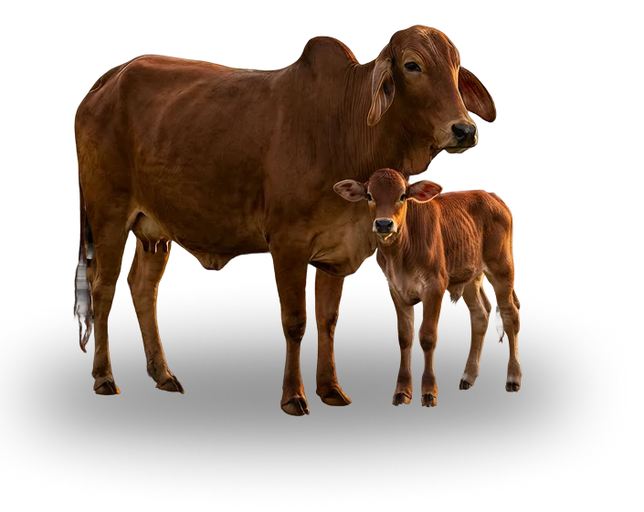 Cow Image